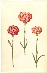 Dianthus caryophyllus (garofano)