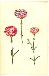 Dianthus caryophyllus (garofano)