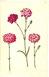Dianthus caryophyllus (garofano)