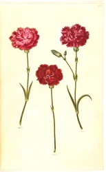 Dianthus caryophyllus (garofano)