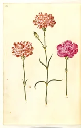 Dianthus caryophyllus (garofano)