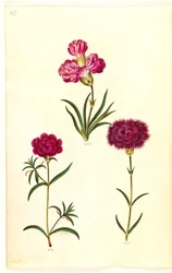 Dianthus caryophyllus (garofano)