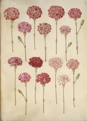 Dianthus caryophyllus (garofano)