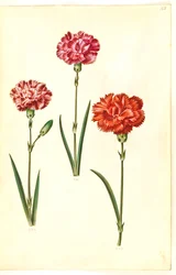 Dianthus caryophyllus (garofano)