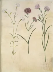 Dianthus plumarius (garofano piumato)