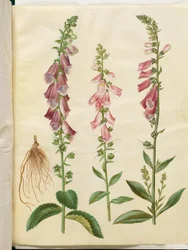 Digitalis purpurea (digitale comune)