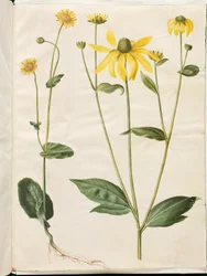 Doronicum pardalianches (gemserod a foglia di cuore); Rudbeckia laciniata (cappello solare inciso)