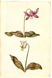 Erythronium dens-canis
