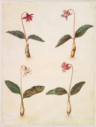 Erythronium dens-canis (dente di cane)
