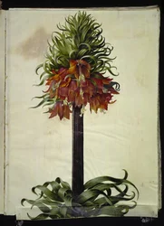 Fritillaria imperialis (corona imperiale)