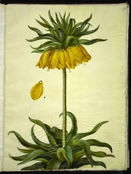 Fritillaria imperialis (corona imperiale)