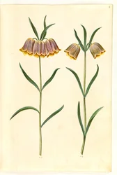 Fritillaria meleagris (fritillaria comune)