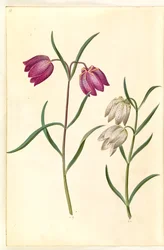 Fritillaria meleagris (viburno comune)