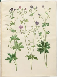 Geranium phaeum (geranio ondulato); Geranium sylvaticum (geranio dei boschi)