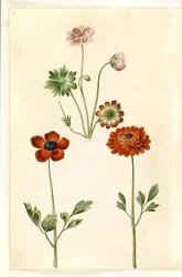 Geranium sanguineum striatum (geranio striato); Ranunculus asiaticus (ranuncolo asiatico)