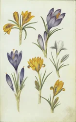 Tedesco: Krokusse