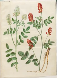 Hedysarum coronarium (sulla rossa)
