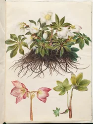 Helleborus niger (elleboro nero)