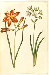 Hemerocallis fulva (giglio diurno marrone); Ornithogalum arabicum (stella di Betlemme)