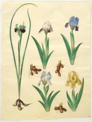 Hermodactylus tuberosus (dito di Hermes); Iris pumila (iris nana) o Iris lutescens (iris nana)