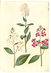 Hesperis matronalis (dame