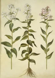 Hesperis matronalis (dame
