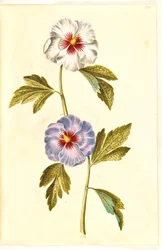 Hibiscus syriacus (rosa di Siria)