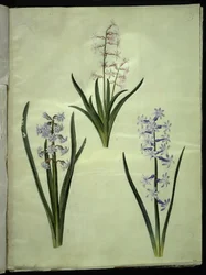 Hyacinthus orientalis (giacinto comune)
