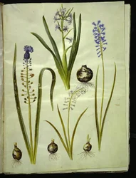 Hyacinthus orientalis (giacinto comune); Muscari comosum (giacinto a pennacchio); Brimeura amethystina (giacinto pirenaico)