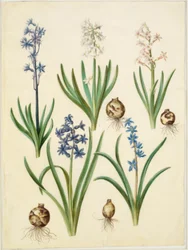 Giacinto orientale (Hyacinthus orientalis); Scilla amoena (Scilla azzurra)