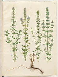 Hyssopus officinalis (issopo vero)