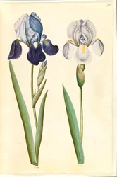 Iris ×germanica o Iris ×sambucina (?) (iris da giardino o iris di sambuco); Iris ×germanica (iris da giardino)