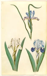 Iris graminea (iris a foglia d