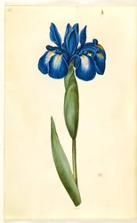 Iris latifolia (iris inglese)