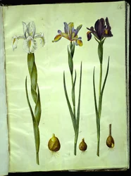 Iris latifolia (iris inglese); Iris xiphium (iris spagnolo)