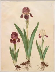 Iris ×lurida (ibrido di iris)