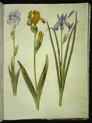 Iris pallida (iris pallido); Iris variegata (iris variegato); Iris sibirica (iris siberiano)