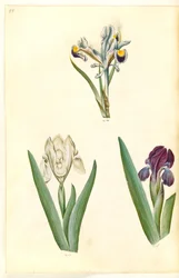 Iris persica (iris persiano); Iris lutescens o Iris pumila (?) (iris nano o iris basso)
