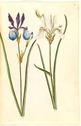 Iris sibirica