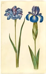 Iris sibirica (iris siberiano); Iris latifolia (iris inglese)