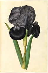 Iris susiana (iris del lutto)