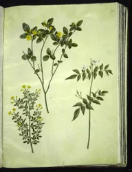 Jasminum odoratissimum (gelsomino da interno); Jasminum fruticans (gelsomino arbustivo); Jasminum grandiflorum (gelsomino profumato)