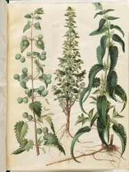 Kksgb2950/65 Urtica pilulifera (ortica romana); Urtica urens (piccola ortica); Urtica dioica (grande ortica)