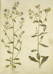 Legousia speculum-veneris (specchio di Venere); Hesperis tristis (violaciocca triste)