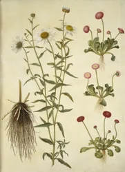 Leucanthemum vulgare (margherita comune); Bellis perennis (pratolina comune)