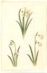 Leucojum aestivum (campanellino estivo); Galanthus nivalis (bucaneve comune); Leucojum vernum (campanellino di primavera)
