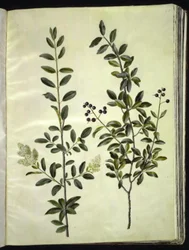 Ligustrum vulgare (ligustro comune)