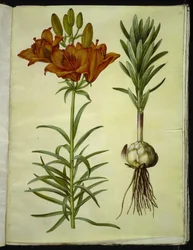 Lilium bulbiferum (giglio di fuoco)