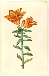 Lilium bulbiferum (giglio rosso)
