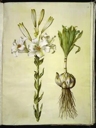 Lilium candidum (giglio della Madonna)